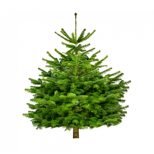Sapin de Noël